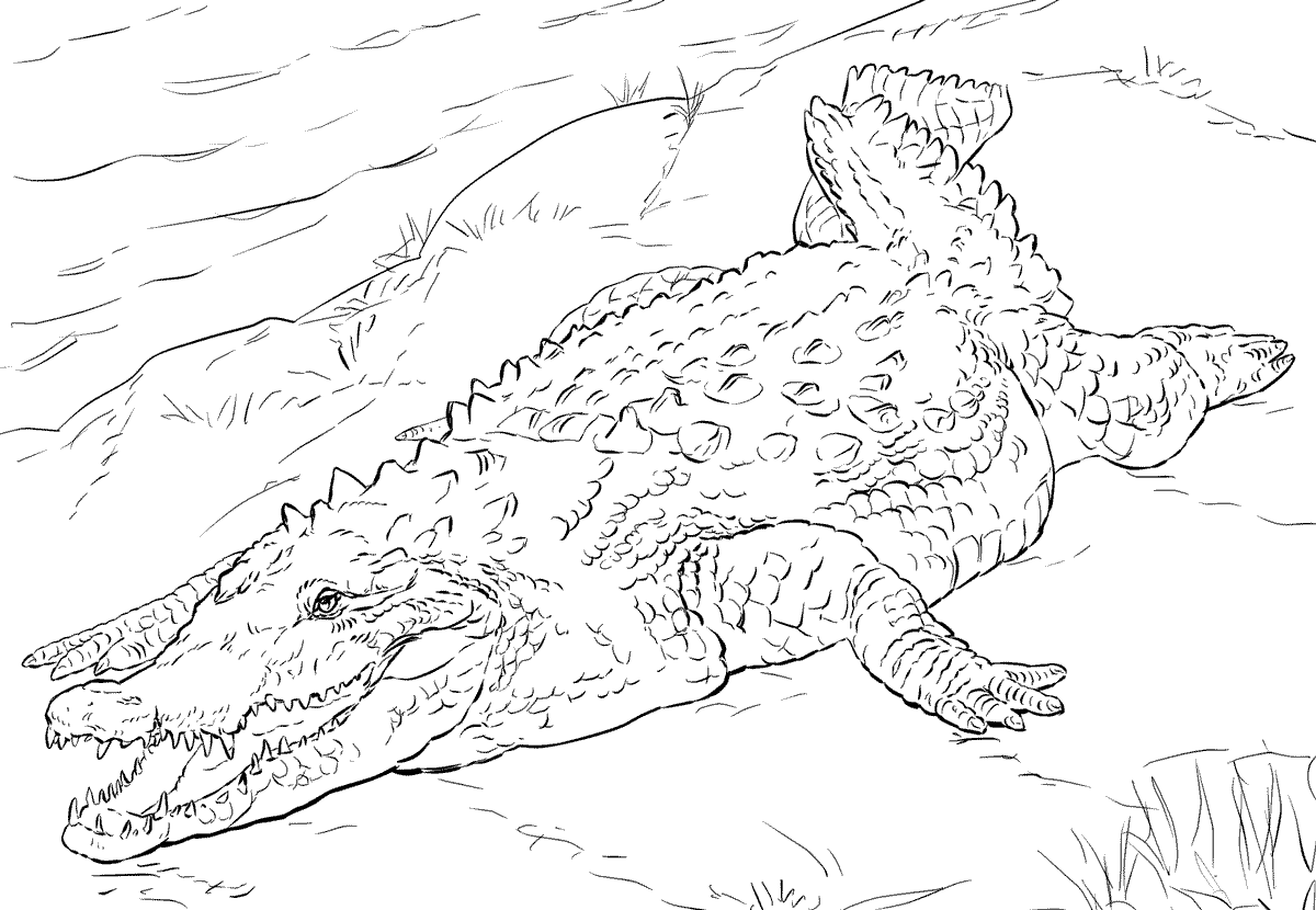 Coloriage Crocodile Américain Réaliste - Crocodile à imprimer