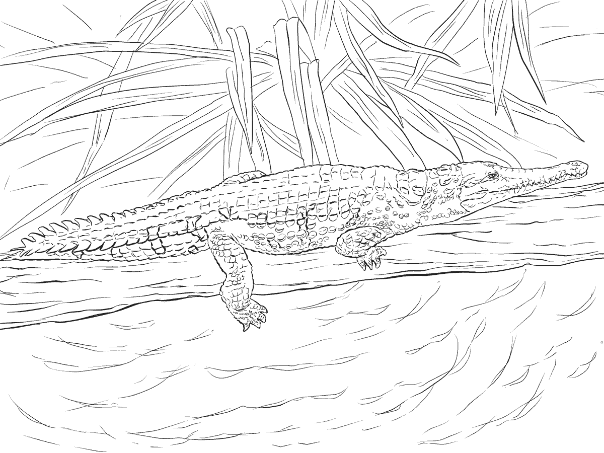 Coloriage Crocodile De Johnston - Crocodile à imprimer