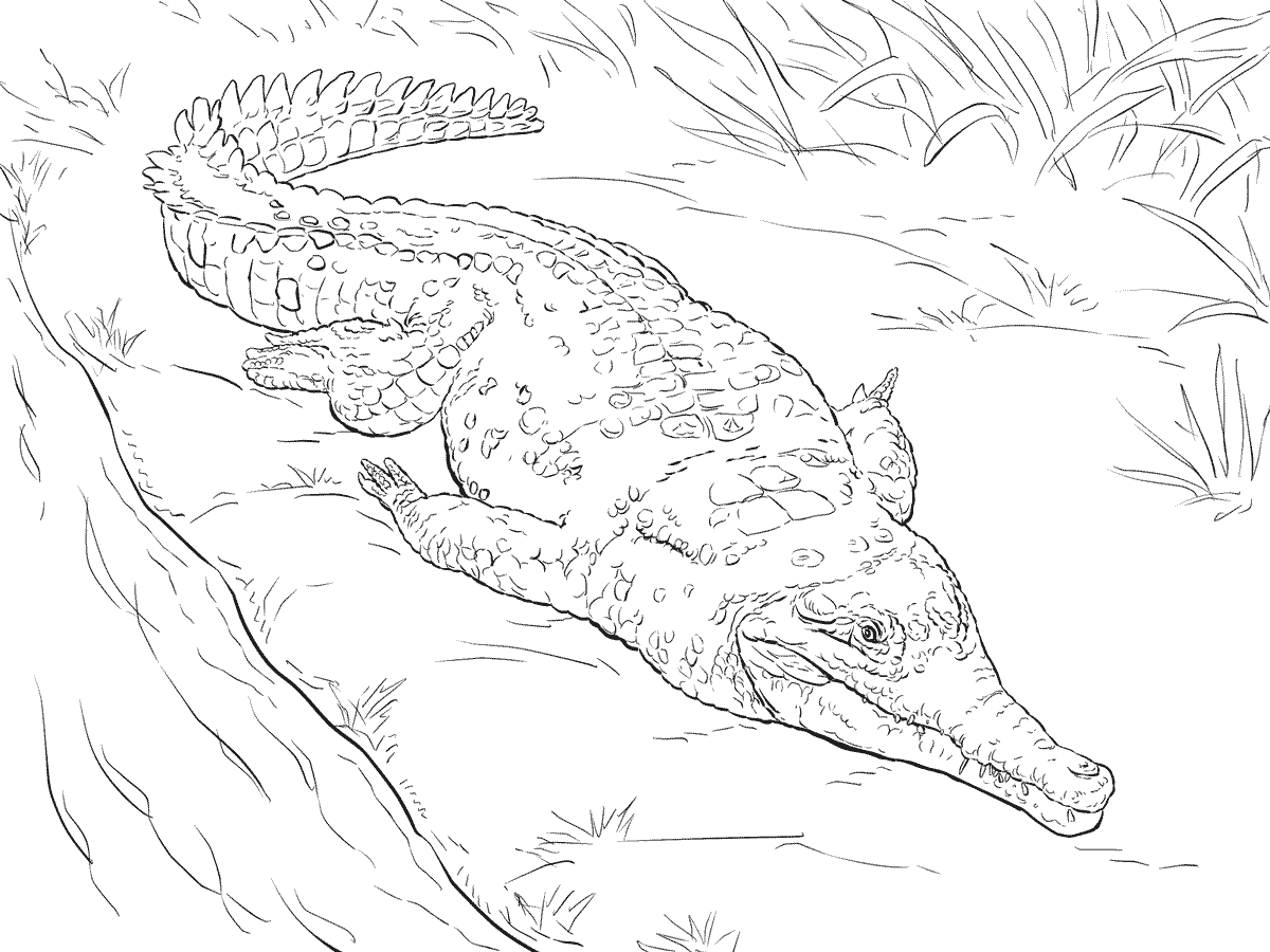 Coloriage Crocodile De Lorenoque - Crocodile à imprimer