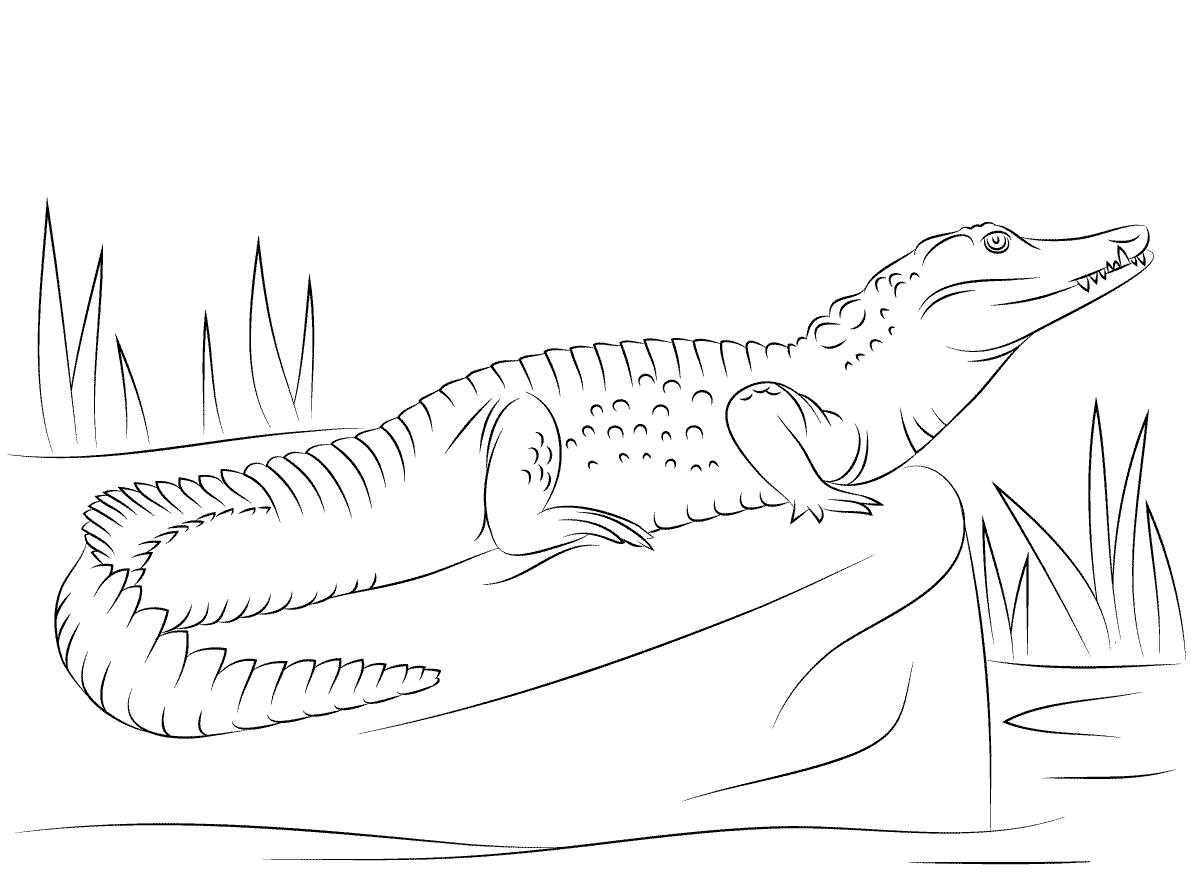 Coloriage Crocodile Du Nil De Profil - Crocodile à imprimer