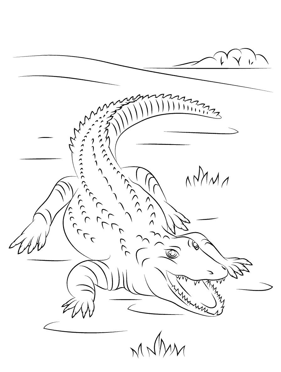 Coloriage Crocodile Du Nil Mignon - Crocodile à imprimer