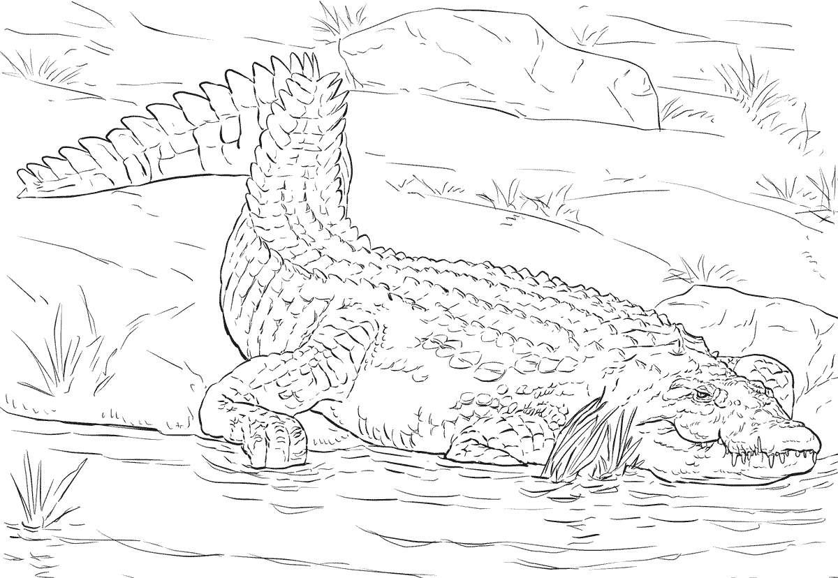 Coloriage Crocodile Du Nil Réaliste Dans Son Habitat Naturel - Crocodile à imprimer