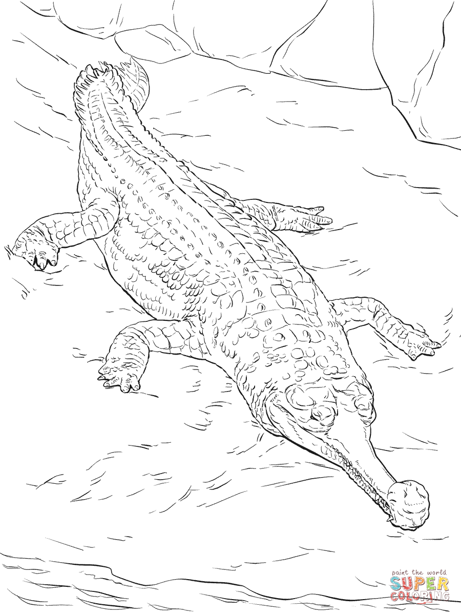 Coloriage Crocodile Gavial Du Gange Réaliste - Crocodile à imprimer