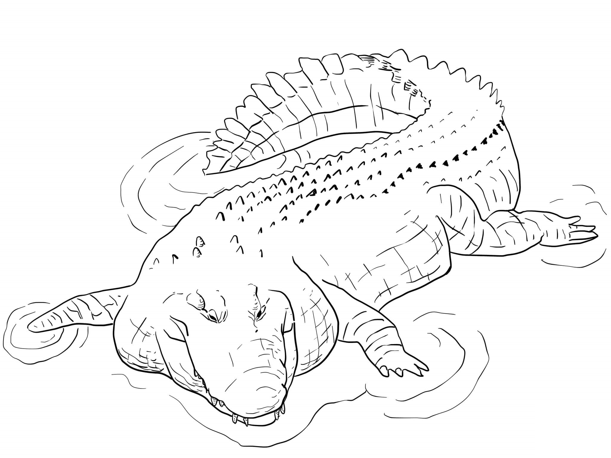 Coloriage Crocodile Marin Du Bassin Indo Pacifique - Crocodile à imprimer
