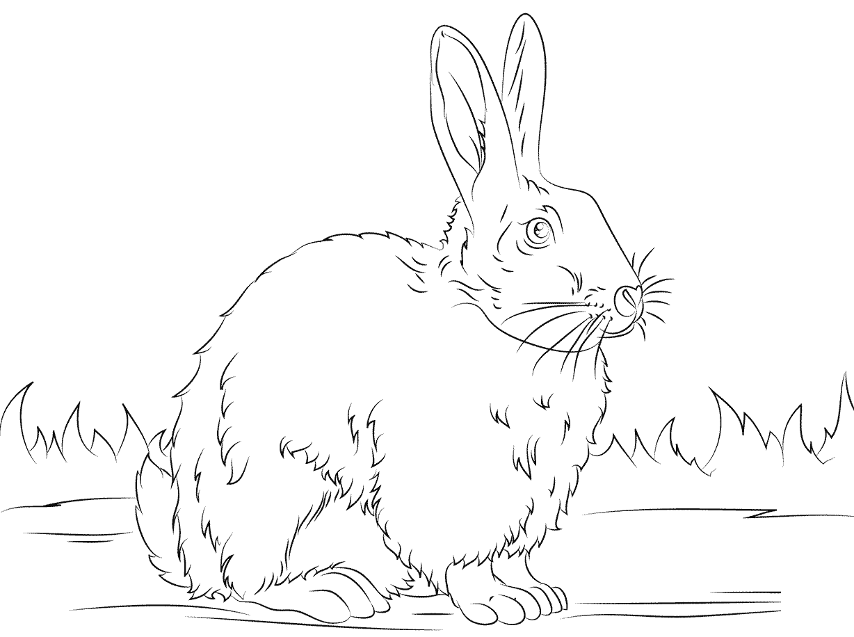 Coloriage Lapin Réaliste Noir et Blanc - Lapin à imprimer