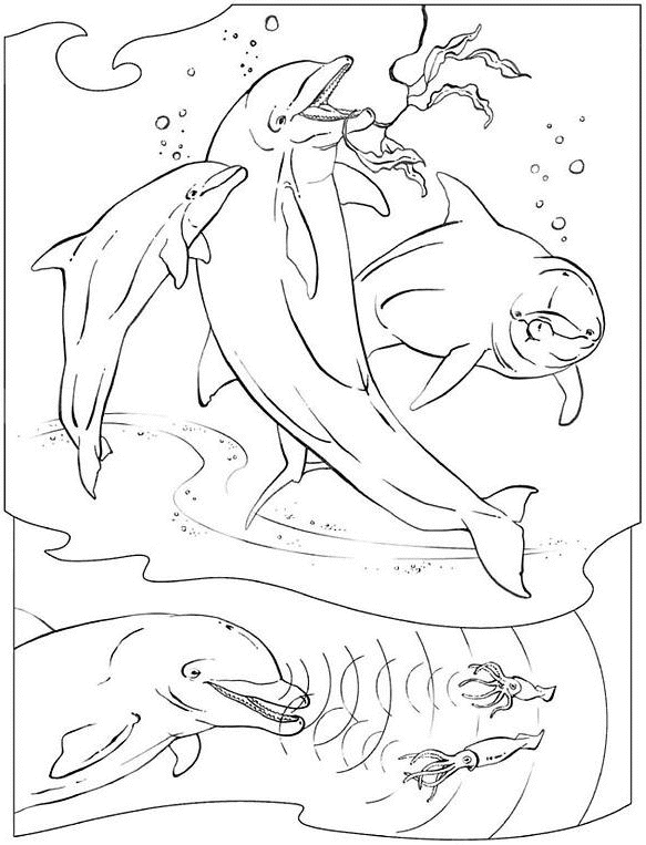 Coloriage Daduphins Dans La Mer - Dauphin à imprimer