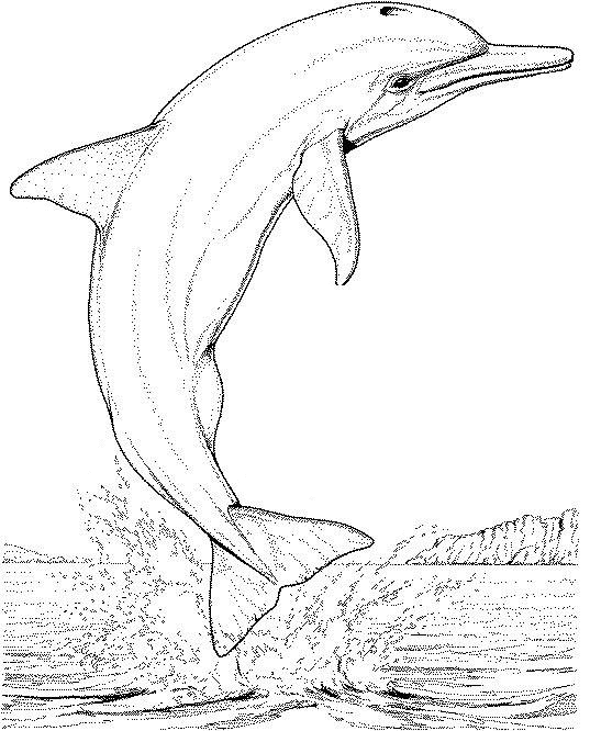 Coloriage Dauphin Saute Hors De La Mer - Animaux à imprimer