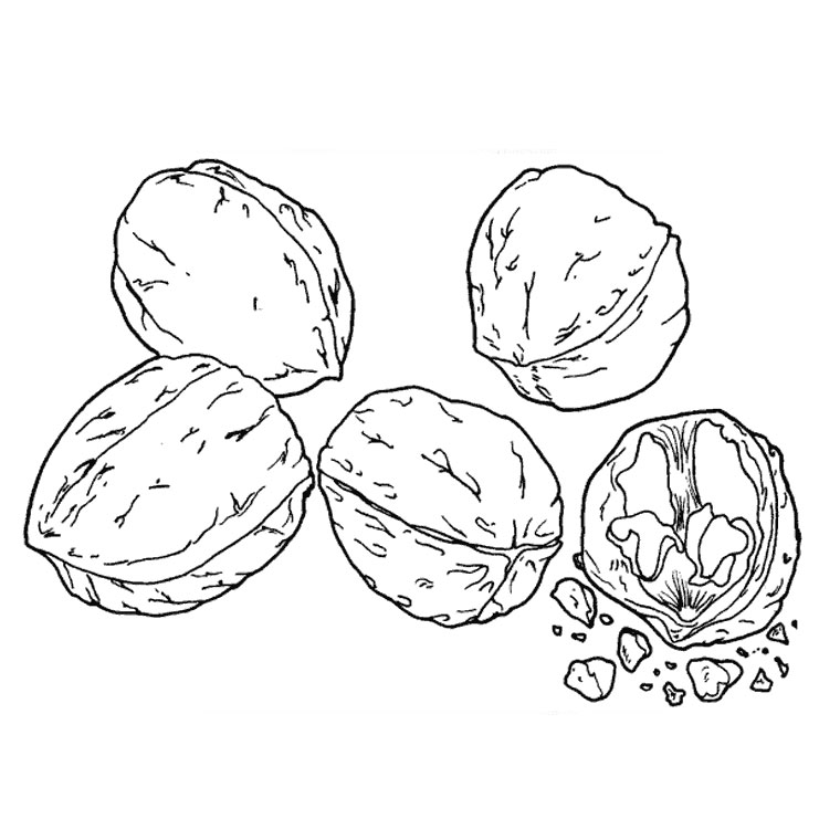 Coloriage Delicieuse Noix - Noix à imprimer