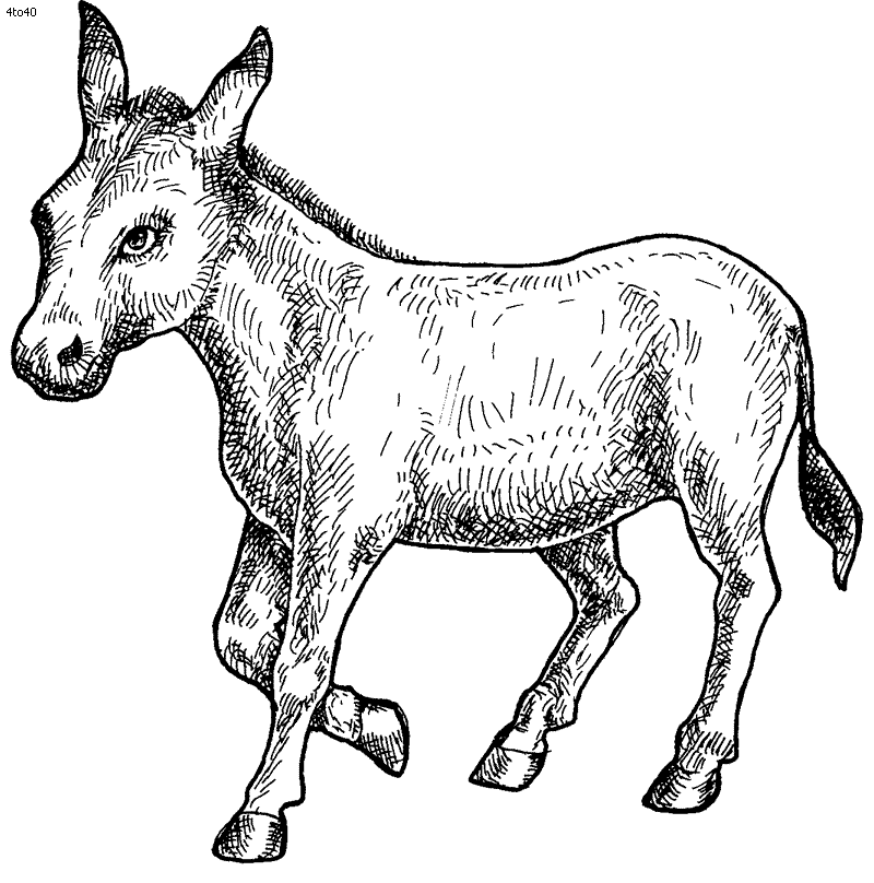 Coloriage Dessin Âne Hd Pro - Âne à imprimer