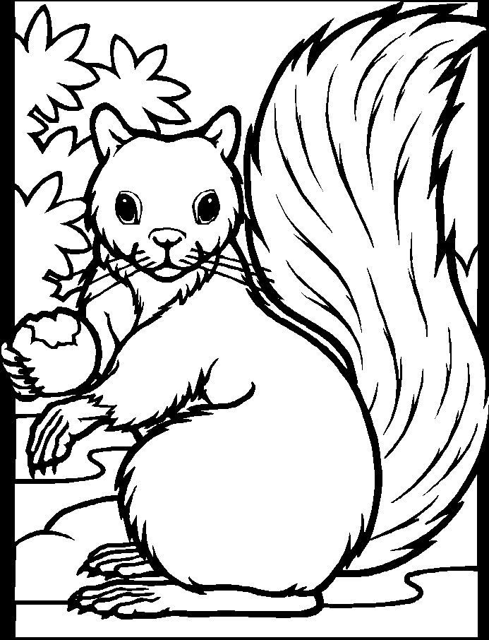 Coloriage Dessin Animaux Écureuil - Animaux à imprimer