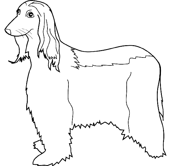 Coloriage Dessin Chien Afghan Hound - Chien à imprimer