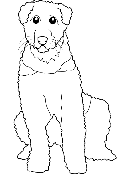Coloriage Dessin Chien Airedale - Chien à imprimer