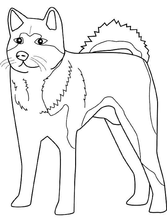 Coloriage Dessin Chien Akita - Chien à imprimer