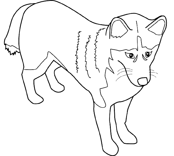 Coloriage Husky d'Alaska - Chien à imprimer
