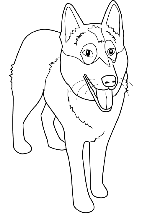 Coloriage Dessin Chien Alaskan Malamute - Chien à imprimer