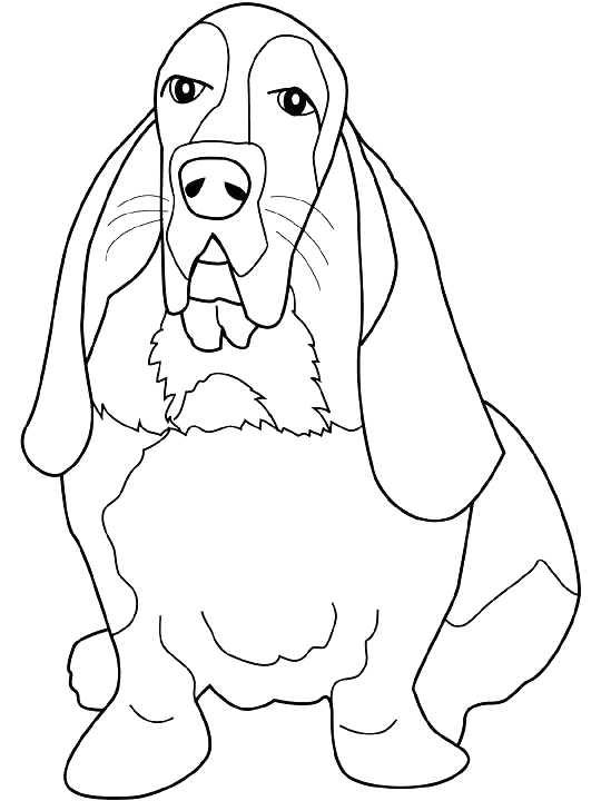 Coloriage Dessin Chien Basset - Chien à imprimer