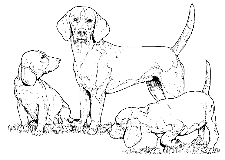 Coloriage Dessin Chien Beagle Avec Deux Petits Chiots - Chien à imprimer
