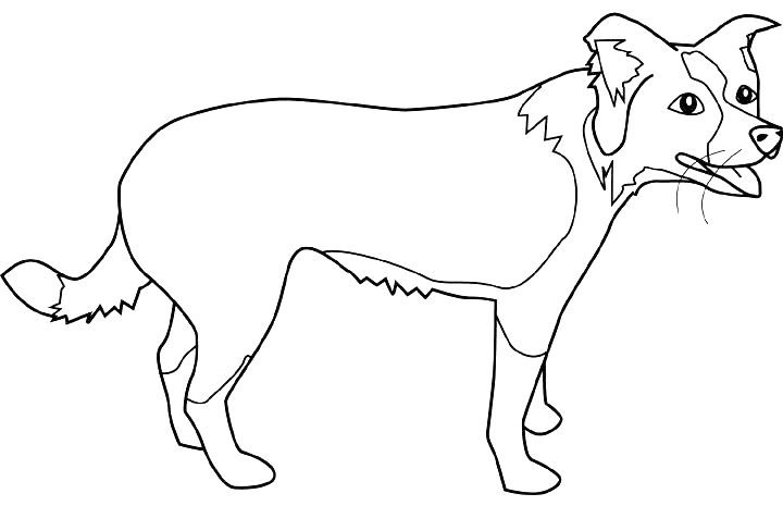 Coloriage Dessin Chien Border Collie - Chien à imprimer
