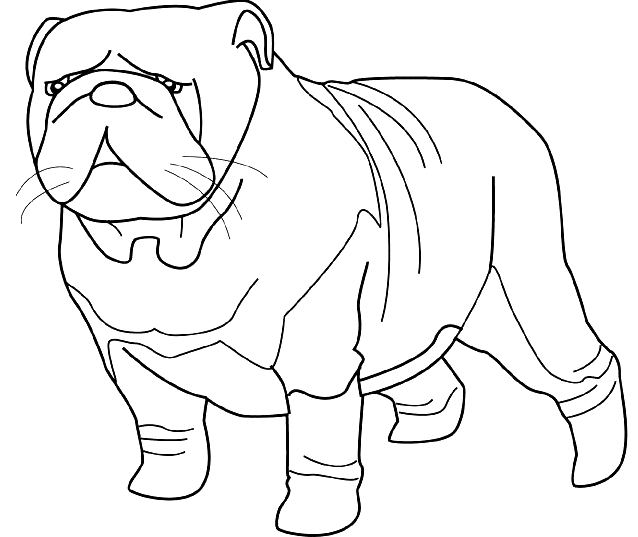 Coloriage Dessin Chien Bulldog - Chien à imprimer