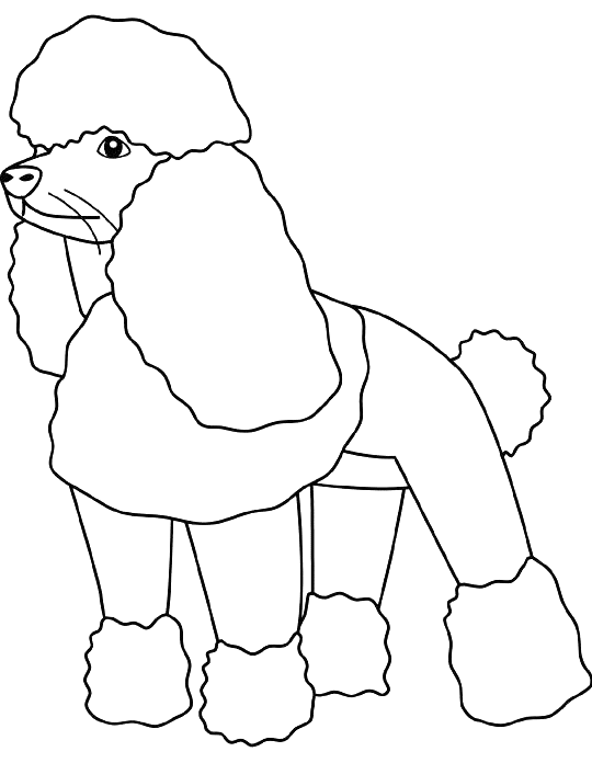 Coloriage Dessin Chien Caniche - Chien à imprimer