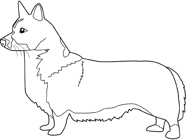 Coloriage Dessin Chien Corgi Gallois - Chien à imprimer