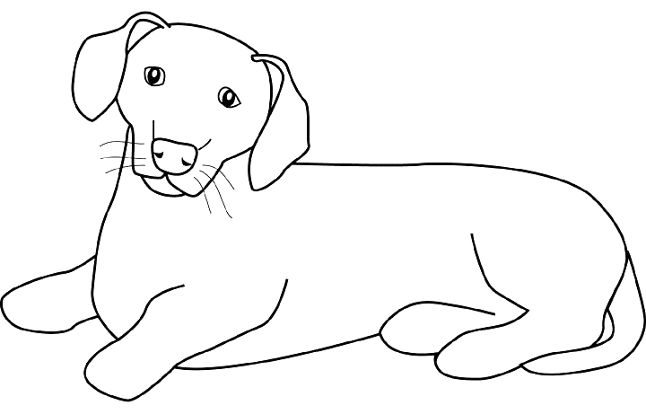 Coloriage Dessin Chien Dachsund - Chien à imprimer