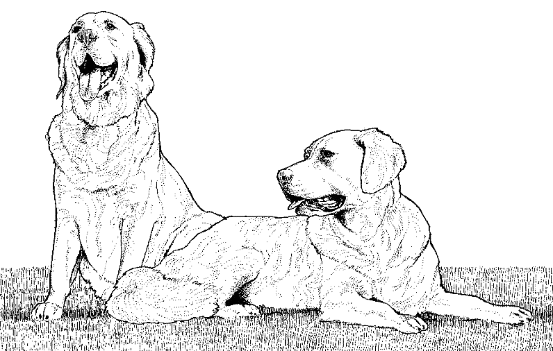 Coloriage Dessin Chien Deux Golden Retreiver - Chien à imprimer