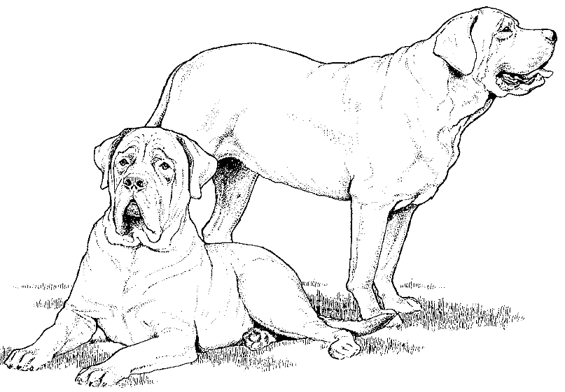 Coloriage Dessin Chien Deux Mastiffs - Chien à imprimer