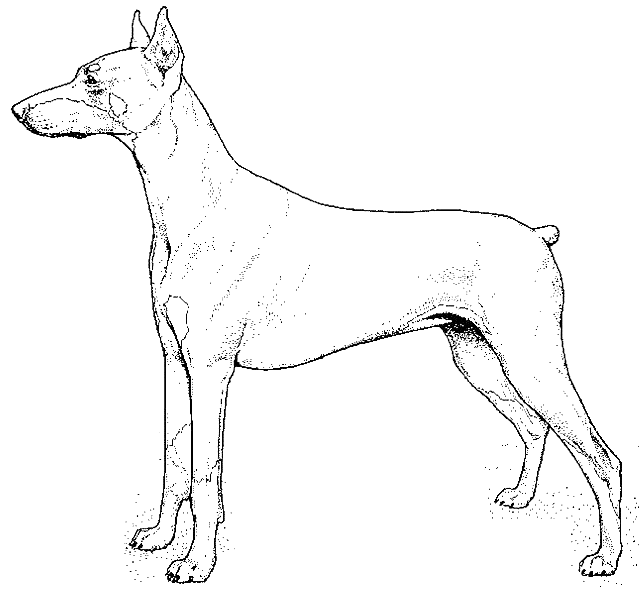 Coloriage Dessin Chien Doberman - Chien à imprimer