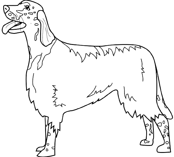 Coloriage Dessin Chien English Setter - Chien à imprimer