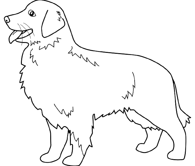 Coloriage Dessin Chien Golden Retriever - Chien à imprimer