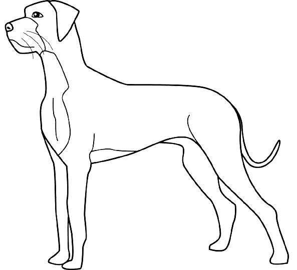 Coloriage Dessin Chien Grand Danois - Chien à imprimer