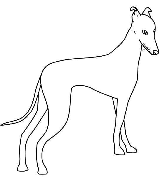 Coloriage Dessin Chien Greyhound - Chien à imprimer