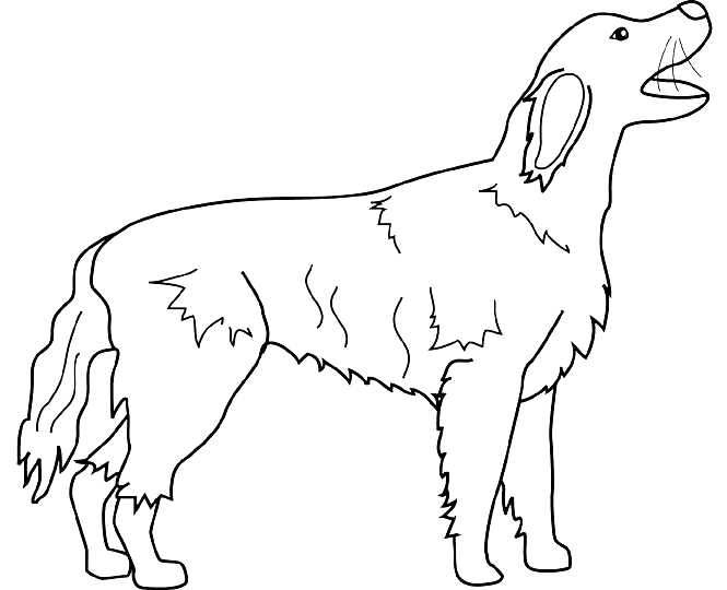 Coloriage Dessin Chien Irish Setter - Chien à imprimer