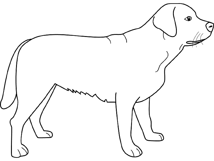 Coloriage Dessin Chien Labrador - Chien à imprimer