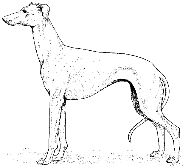 Coloriage Dessin Chien Levrier - Chien à imprimer
