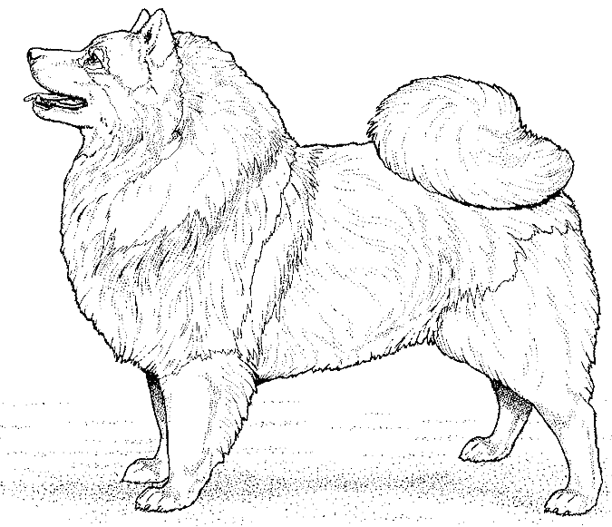 Coloriage Dessin Chien Loulou - Chien à imprimer