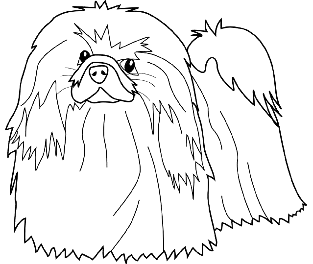 Coloriage Dessin Chien Pekinois - Chien à imprimer