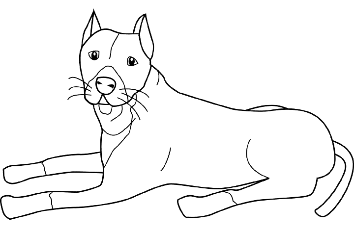 Coloriage Dessin Chien Pit Bull - Chien à imprimer