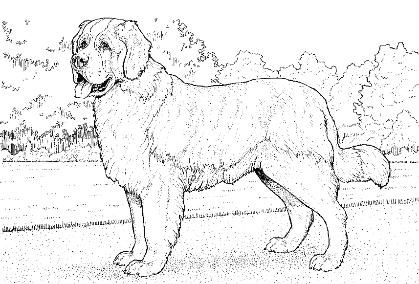Coloriage Dessin Chien Saint Bernard - Chien à imprimer