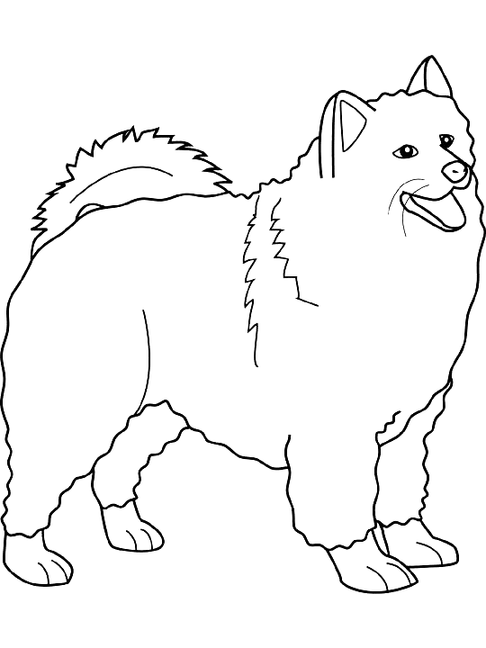 Coloriage Dessin Chien Samoyed - Chien à imprimer