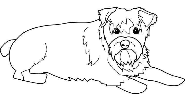 Coloriage Dessin Chien Schnauzer - Chien à imprimer