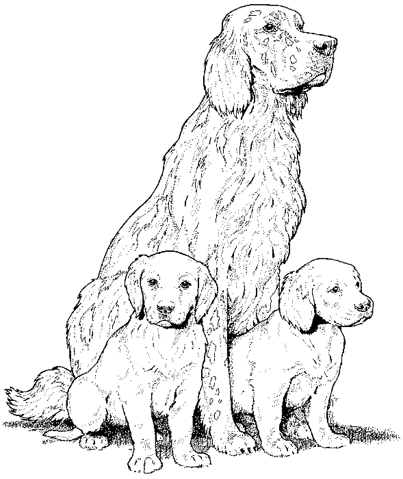 Coloriage Dessin Chien Setter Anglais - Chien à imprimer