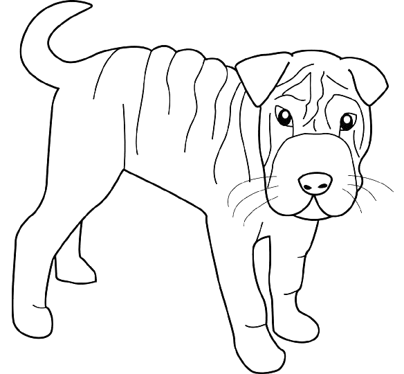 Coloriage Dessin Chien Shar Pei - Chien à imprimer