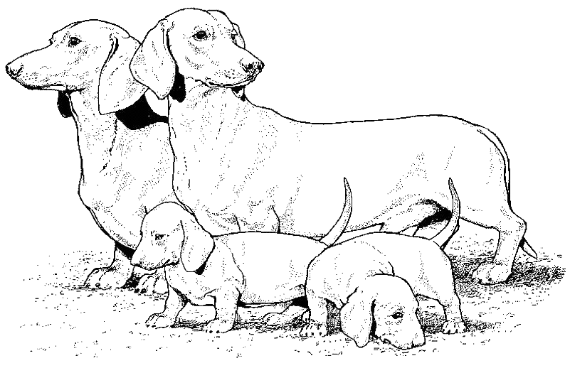 Coloriage Dessin Chien Teckel - Chien à imprimer