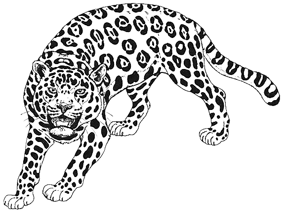 Coloriage Dessin D'Un Guépard - Animaux à imprimer
