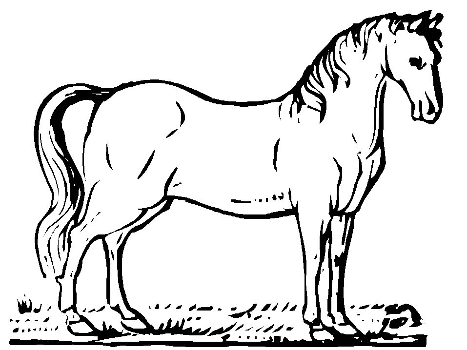 Coloriage Dessin D'Une Jument - Cheval à imprimer