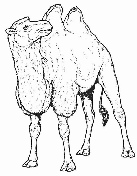 Coloriage Dessin De Chameau - Animaux à imprimer