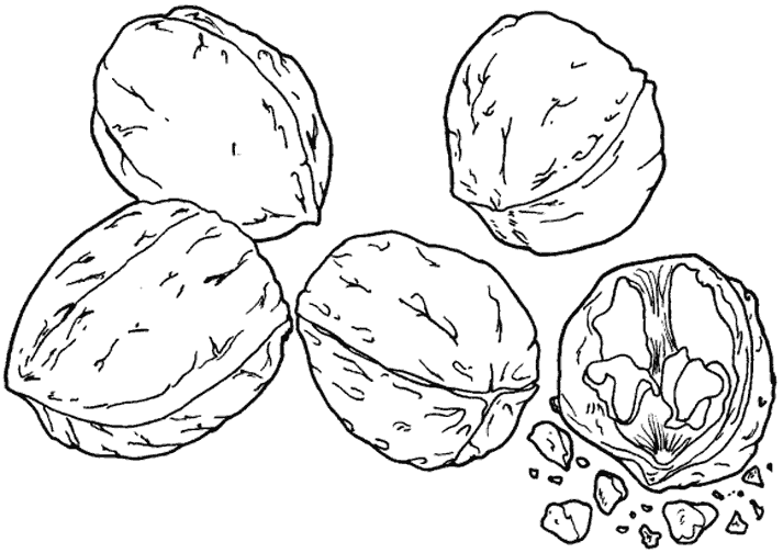 Coloriage Dessin De Noix - Noix à imprimer