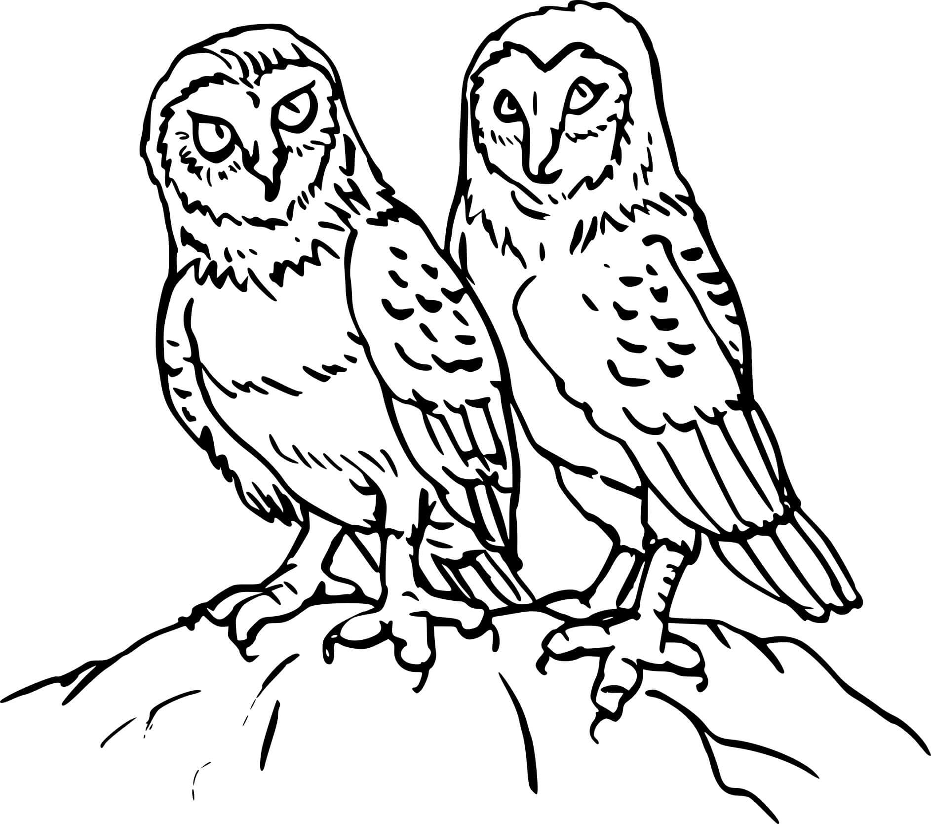 Coloriage Deux Animaux Chouettes - Chouette à imprimer